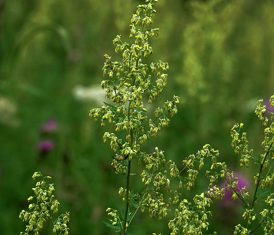 Image of Thalictrum simplex specimen.