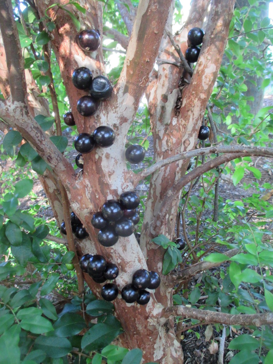 Image of Plinia cauliflora specimen.
