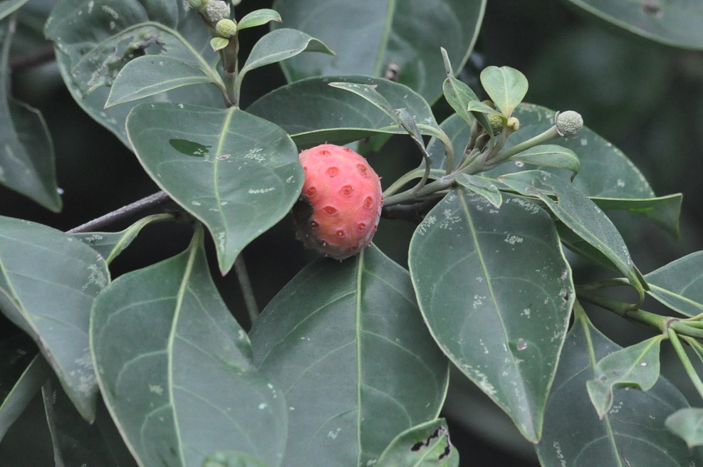 Изображение особи Cynoxylon capitatum.