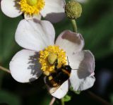 Anemone hupehensis. Незрелый плод и цветок с кормящимся шмелём. Московская обл., Одинцовский р-н, г. Кубинка, цветник. 23.09.2017.