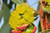 Eucalyptus erythrocorys