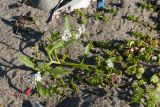 Cakile lapponica. Цветущее растение в сообществе с Honckenya oblongifolia. Мурманская обл., Кольский р-н, побережье Подпахтинской губы, валунно-песчаный пляж близ границы с приморским лугом. 01.08.2017.