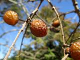Sapindus saponaria. Часть ветви с плодами. Австралия, г. Брисбен, ботанический сад. 30.08.2015.