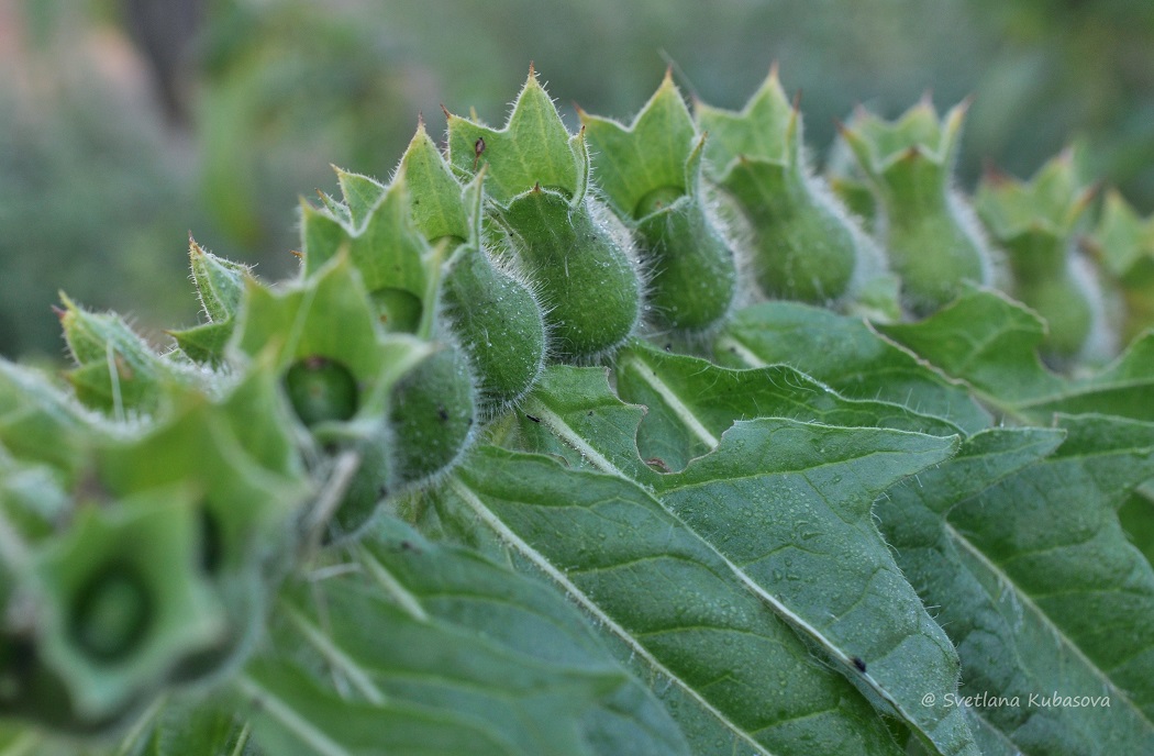 Изображение особи Hyoscyamus niger.