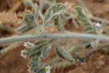 Heliotropium hirsutissimum