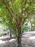 Parmentiera aculeata. Нижняя часть плодоносящего дерева. Австралия, г. Брисбен, ботанический сад. 27.12.2017.