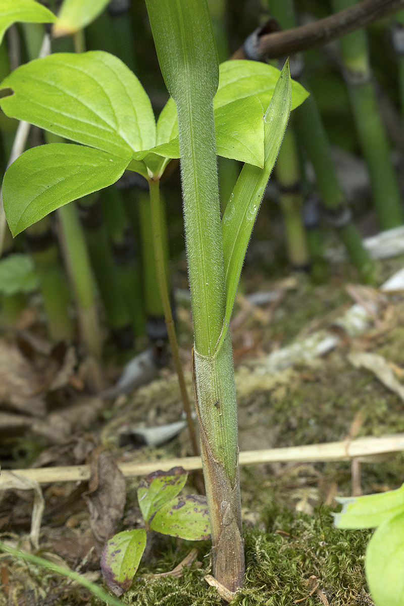 Изображение особи Carex sordida.