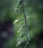 Epipactis helleborine. Часть соцветия с бутонами. Пермский край, г. Пермь, Свердловский р-н, кладбище \"Южное\", обочина асфальтовой дорожки. 25.07.2017.