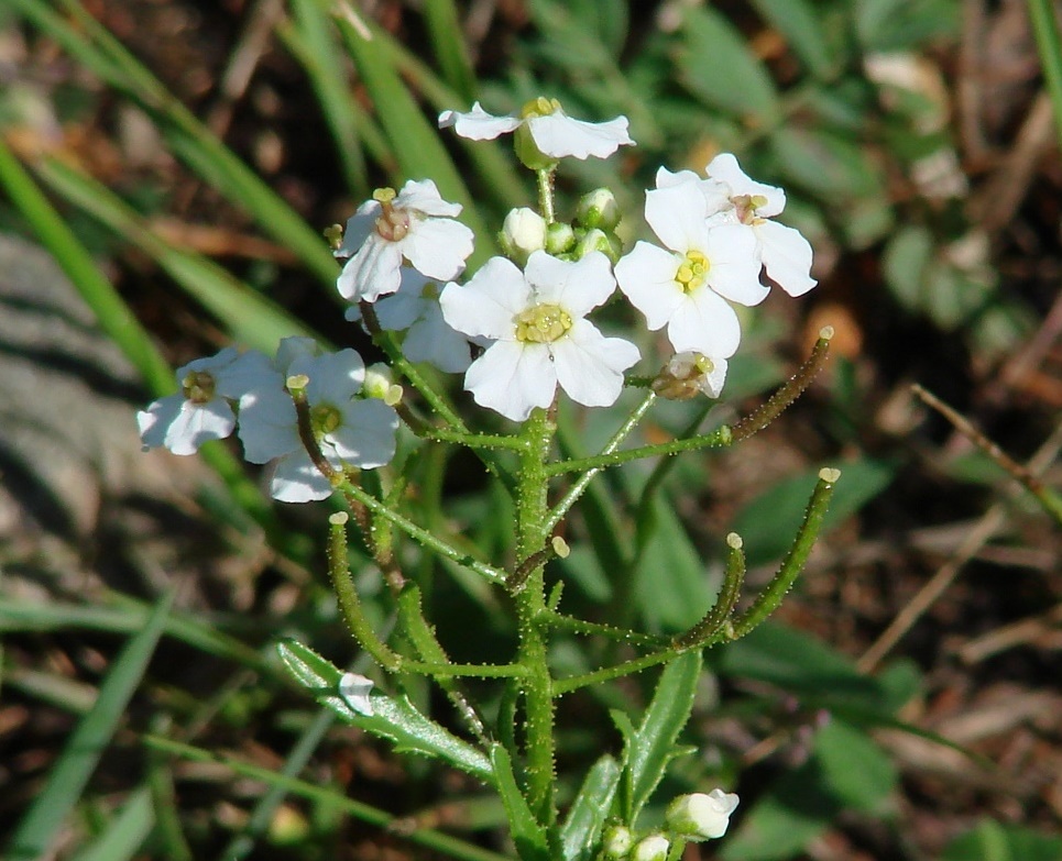 Изображение особи Dontostemon pinnatifidus.