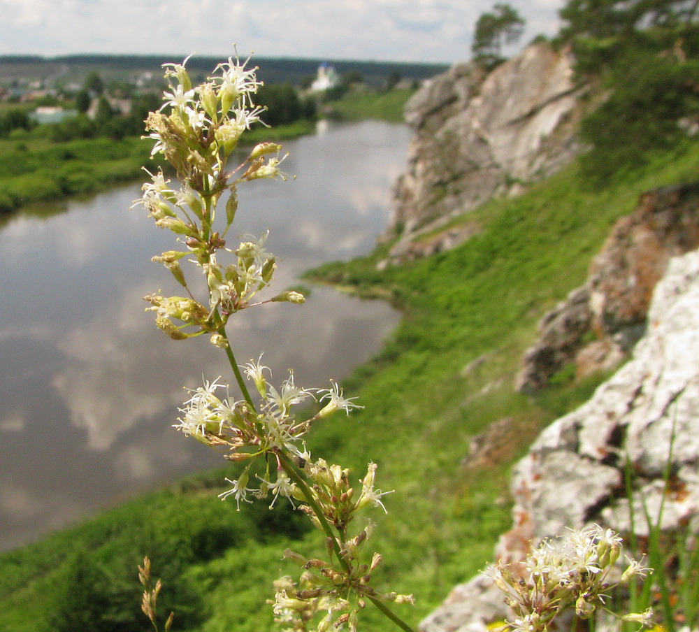 Image of Silene klokovii specimen.