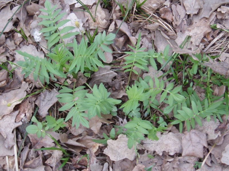 Image of Valeriana collina specimen.