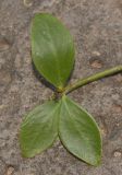 genus Pereskia