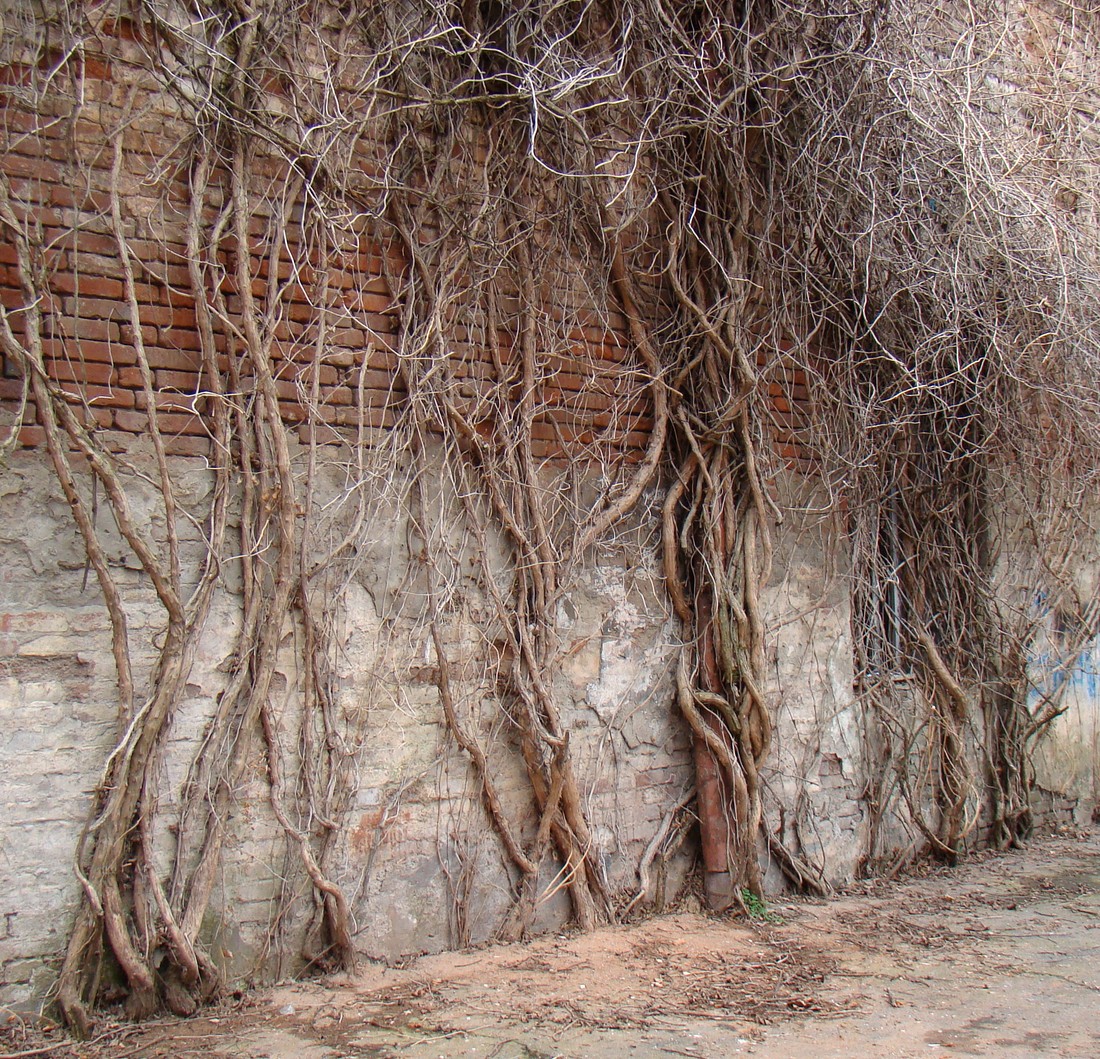 Image of Campsis radicans specimen.