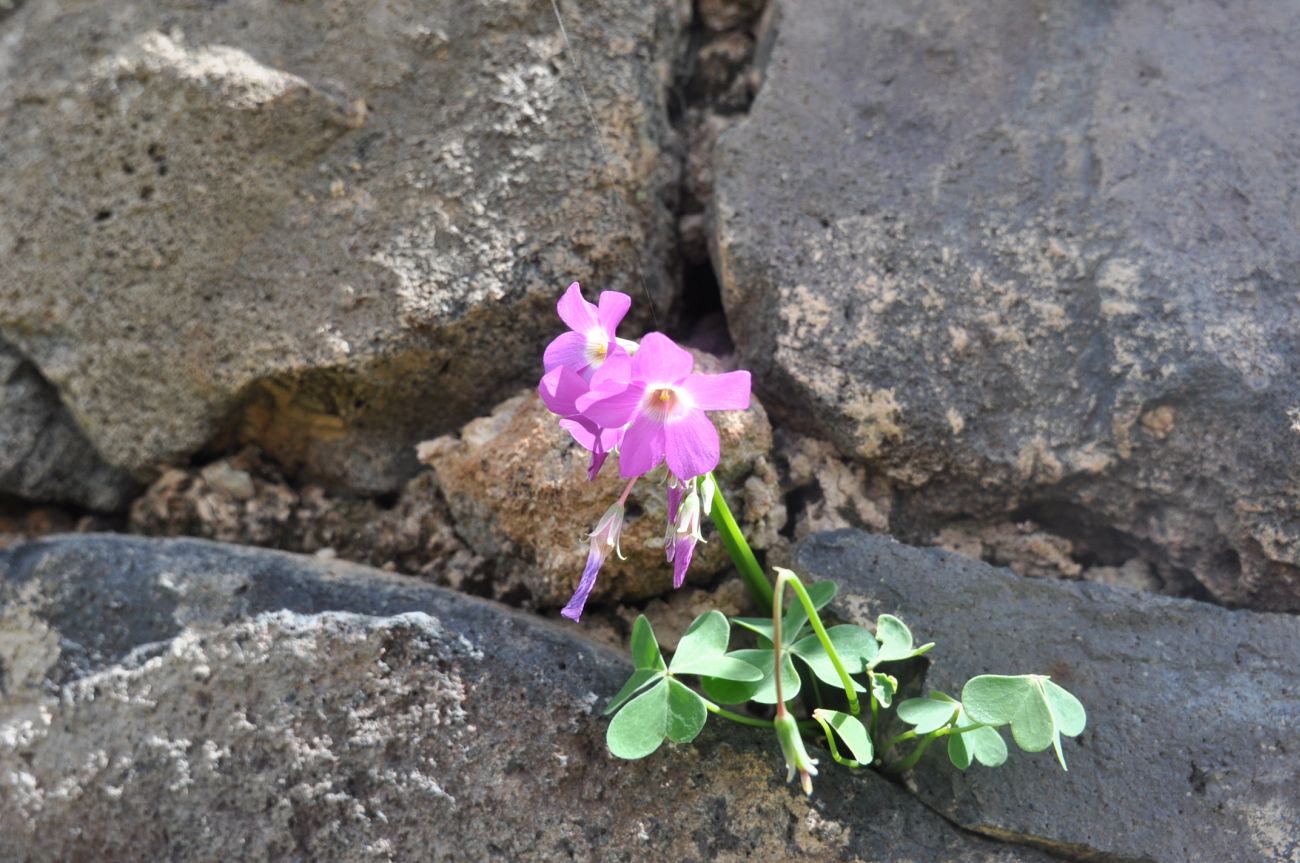 Image of genus Oxalis specimen.