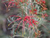 Grevillea pinaster. Соцветие. Израиль, Иерусалим, Гиват-Рам, Ботанический сад Иерусалимского Университета, участок растений Австралии, в культуре. 23.01.2018.