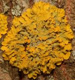 Xanthoria parietina