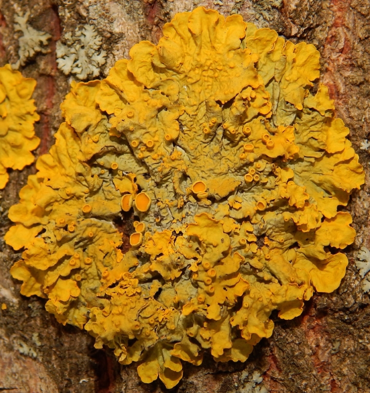 Image of Xanthoria parietina specimen.