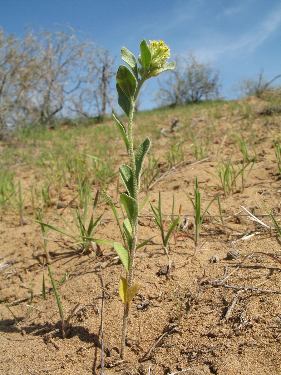 Image of Alyssum dasycarpum specimen.