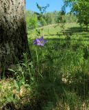 Geranium pratense
