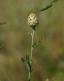Centaurea orientalis