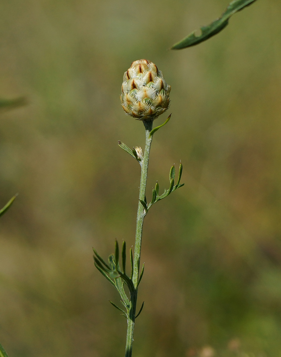 Image of Centaurea orientalis specimen.