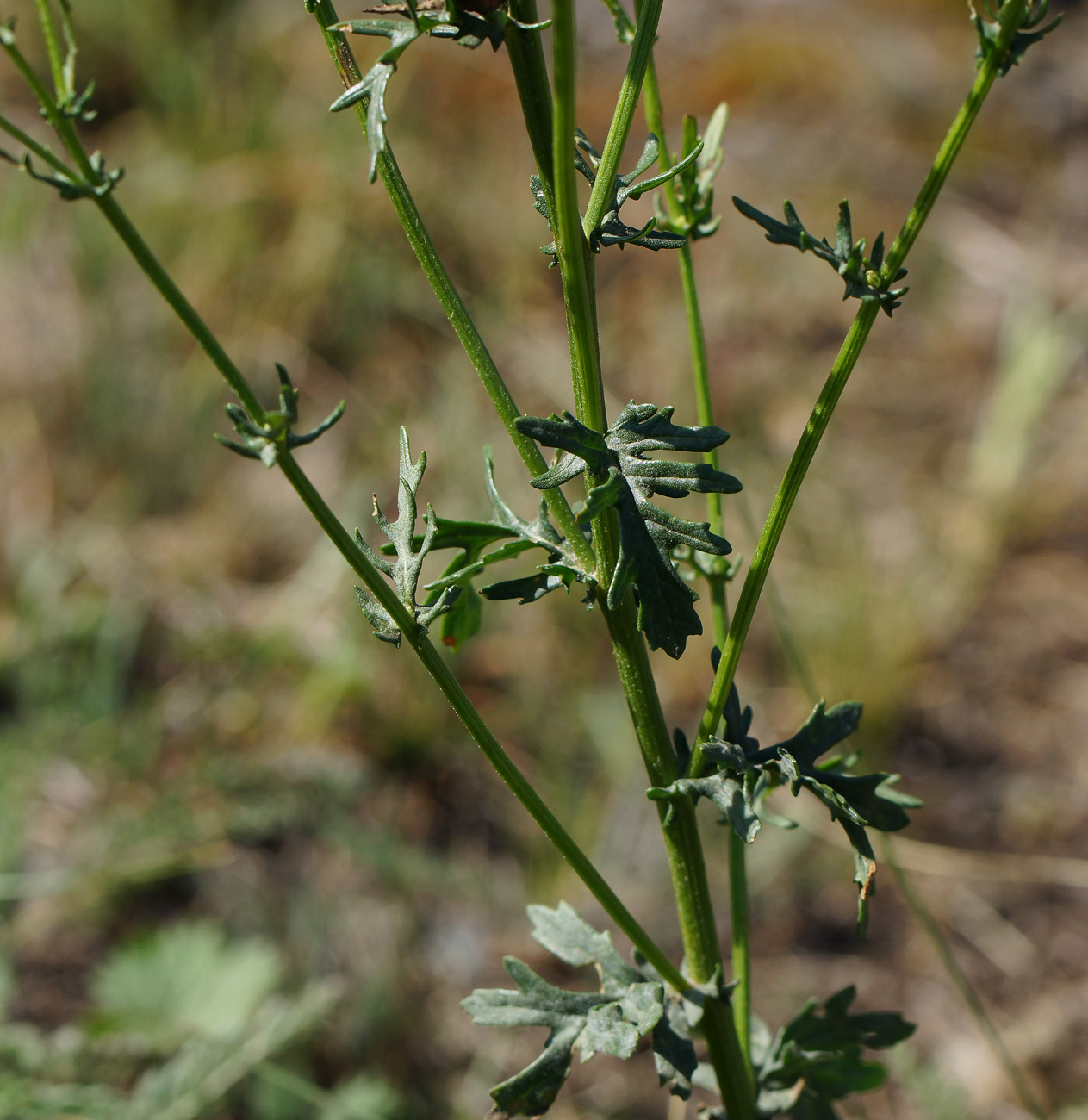 Изображение особи Senecio jacobaea.