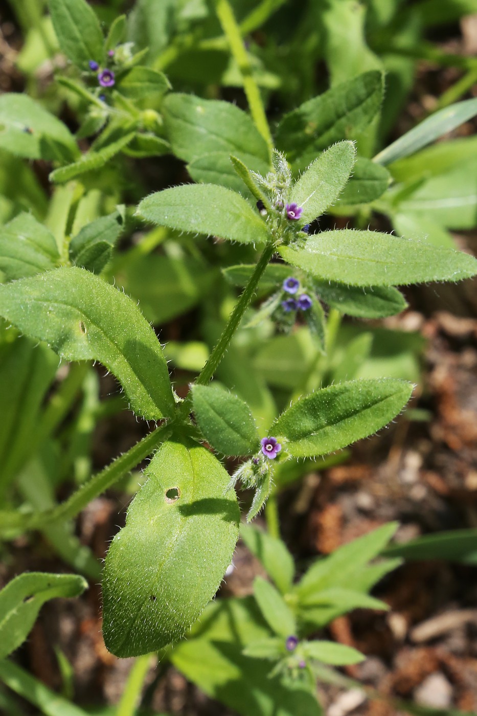 Изображение особи Asperugo procumbens.