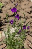 genus Delphinium. Побеги с соцветиями. Ростовская обл., Каменский р-н, окр. хут. Масаловка, рудеральное местообитание. 27.05.2018.