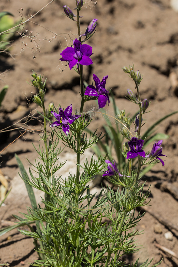 Image of genus Delphinium specimen.