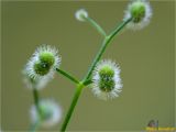 Galium odoratum