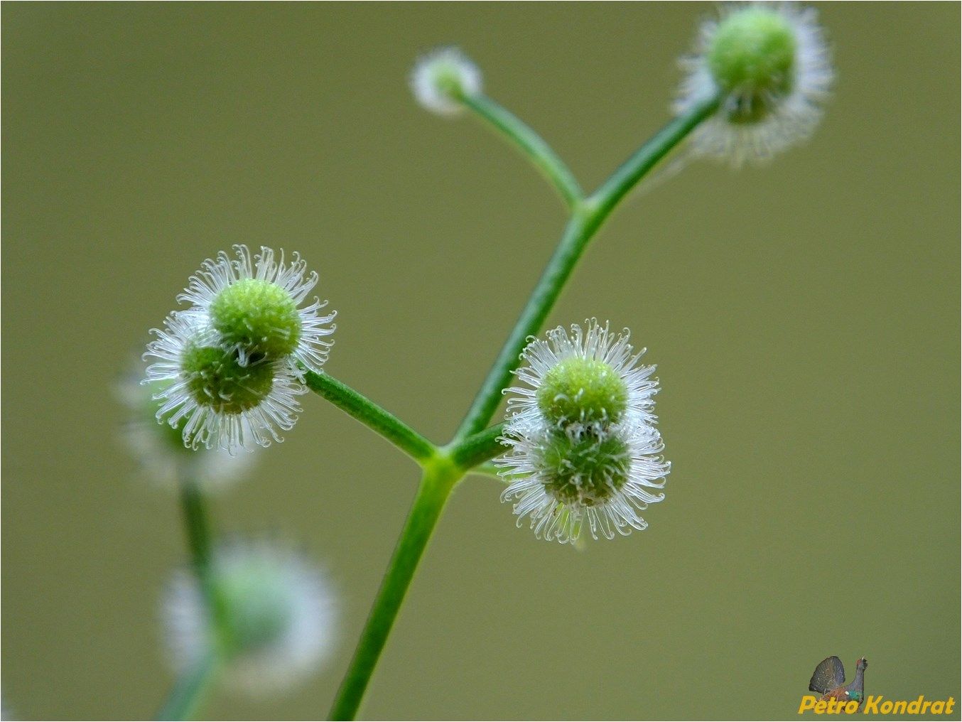 Image of Galium odoratum specimen.