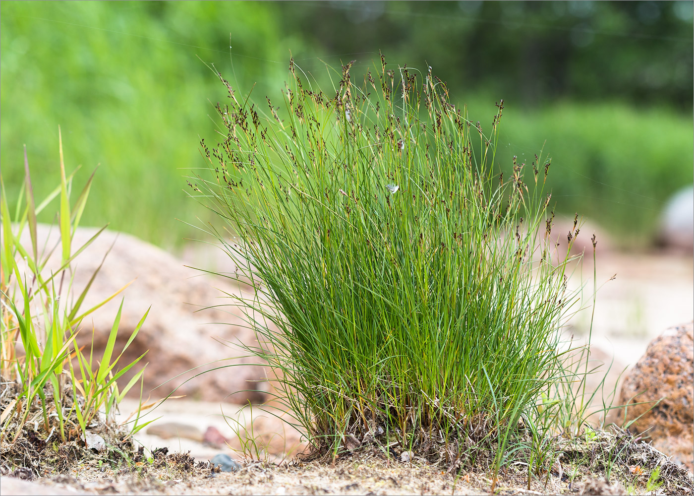 Image of Juncus gerardi specimen.