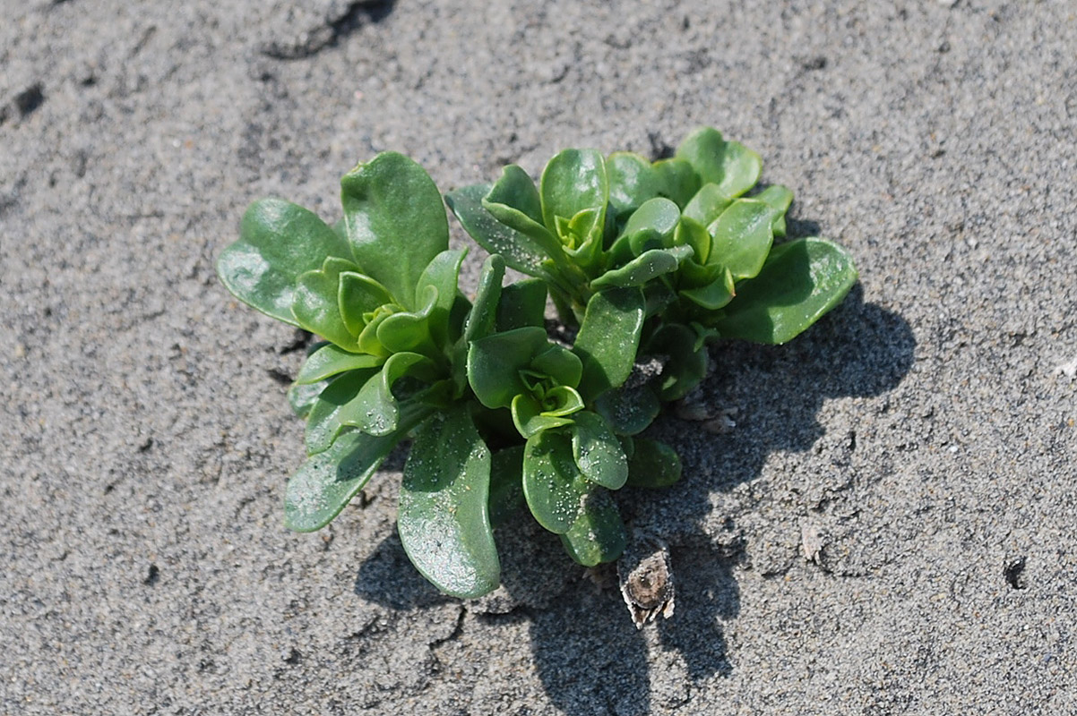 Image of Nitraria schoberi specimen.