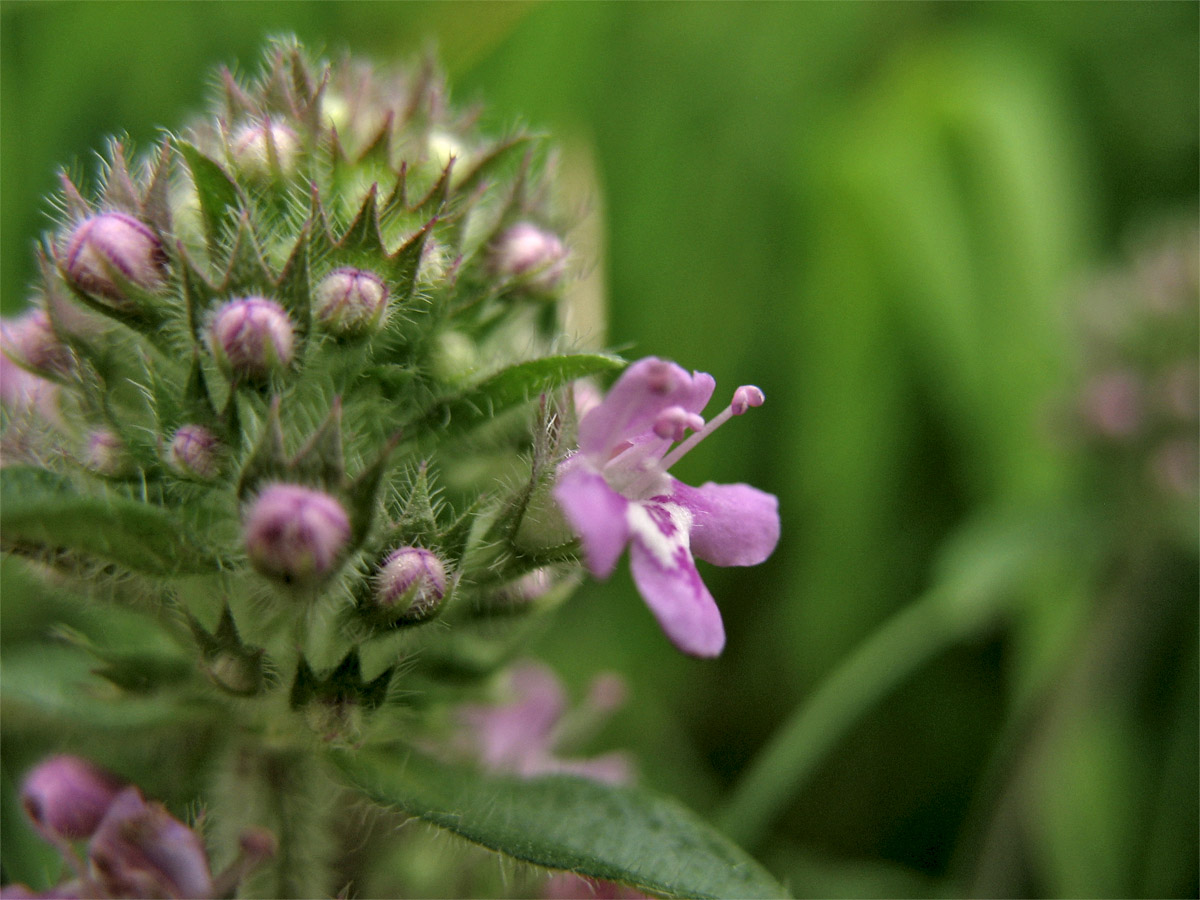 Изображение особи Thymus marschallianus.