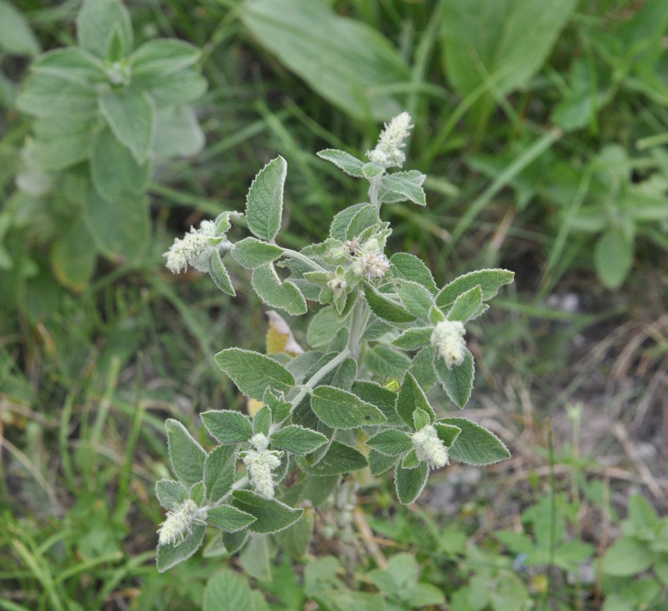 Изображение особи род Mentha.