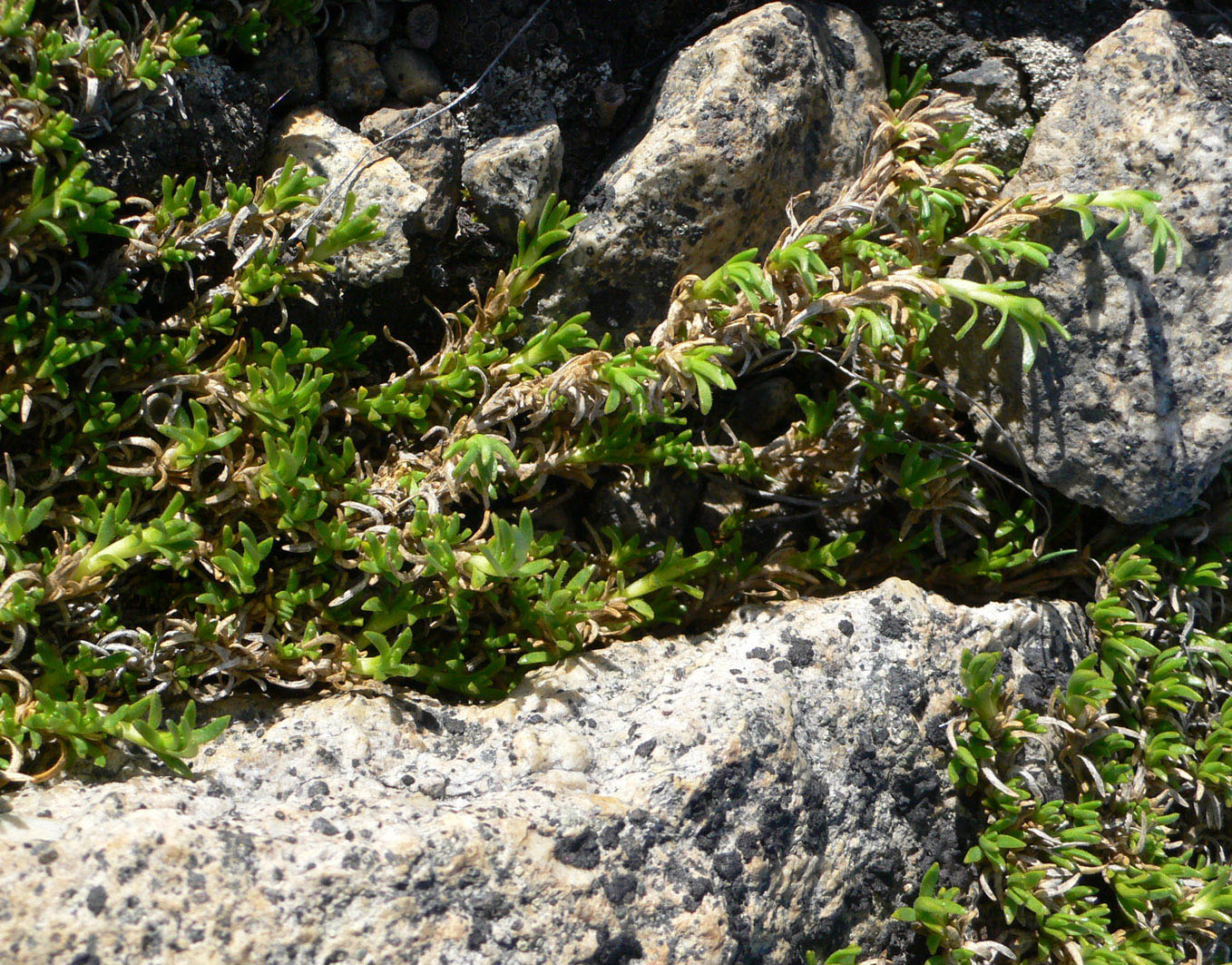 Image of Minuartia macrocarpa specimen.