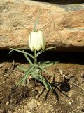 Fritillaria verticillata