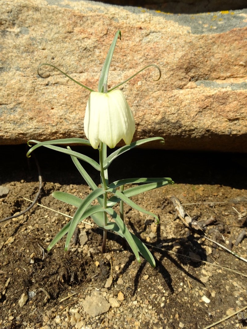Image of Fritillaria verticillata specimen.