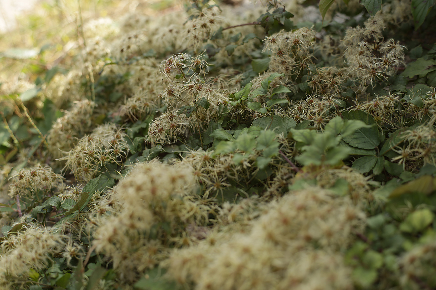 Image of Clematis vitalba specimen.