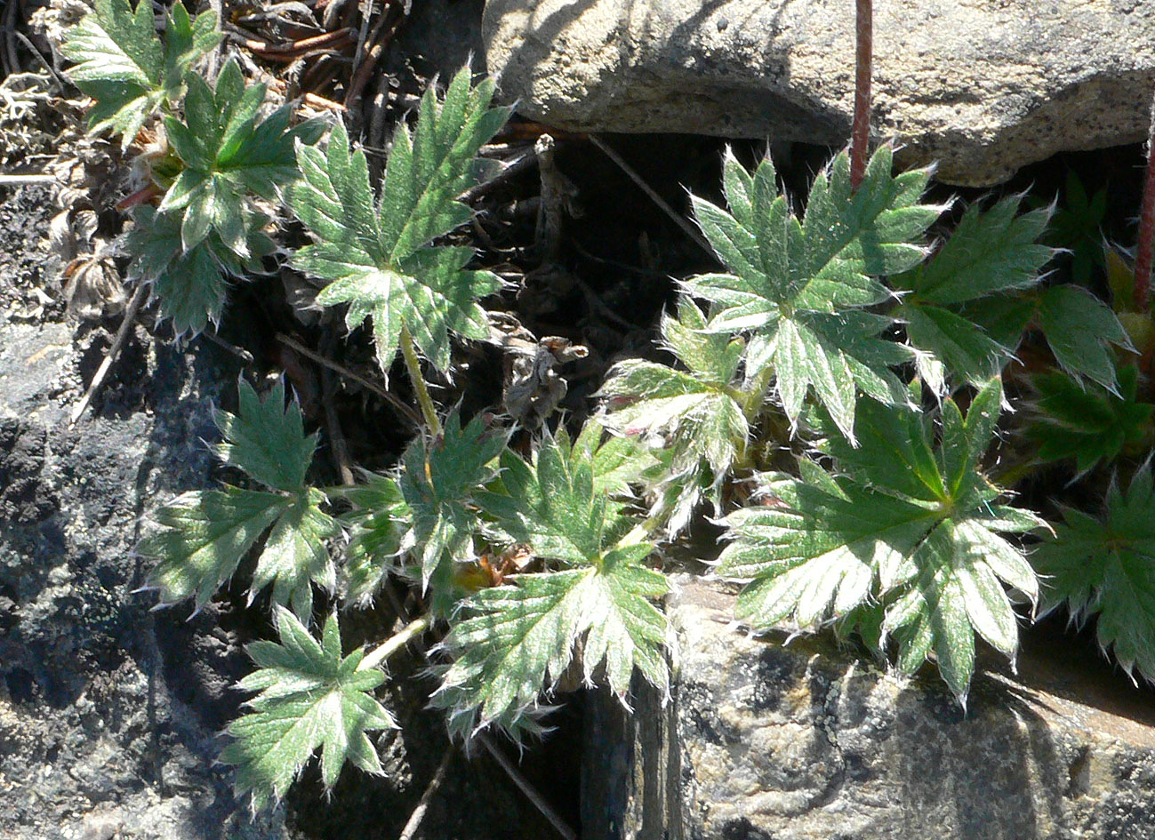 Image of genus Potentilla specimen.