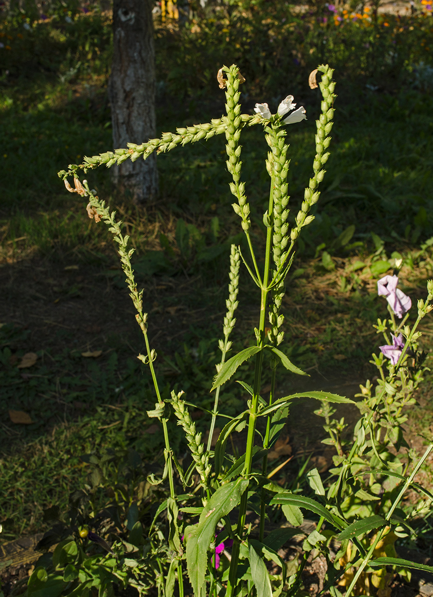 Изображение особи Physostegia virginiana.