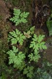 Geranium robertianum