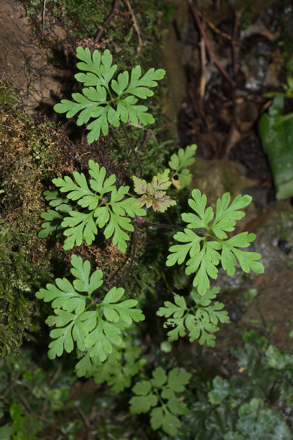 Image of Geranium robertianum specimen.