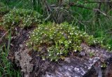Vaccinium vitis-idaea. Цветущие растения на стволе срубленного дерева. Алтай, Катунский хребет, берег оз. Верхнее Мультинское, ≈ 1800 м н.у.м., опушка хвойного леса. 01.07.2018.