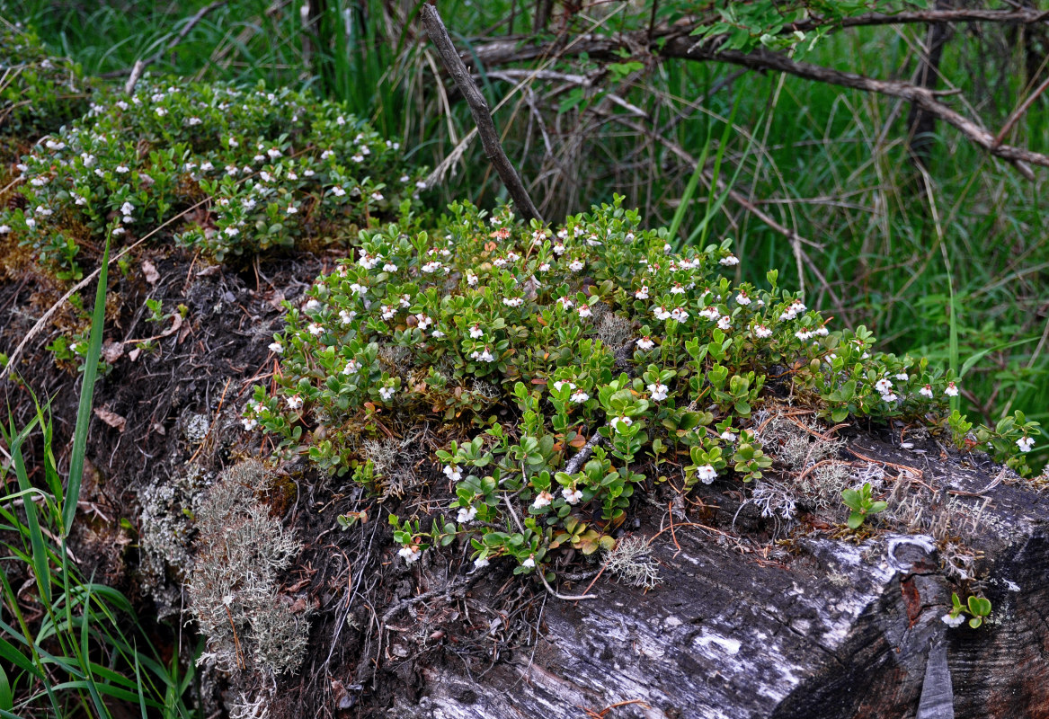 Image of Vaccinium vitis-idaea specimen.