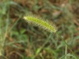 genus Setaria