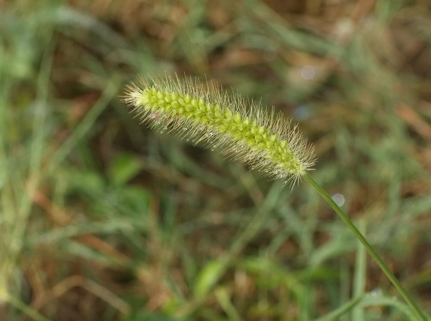 Image of genus Setaria specimen.