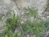 Erodium cicutarium