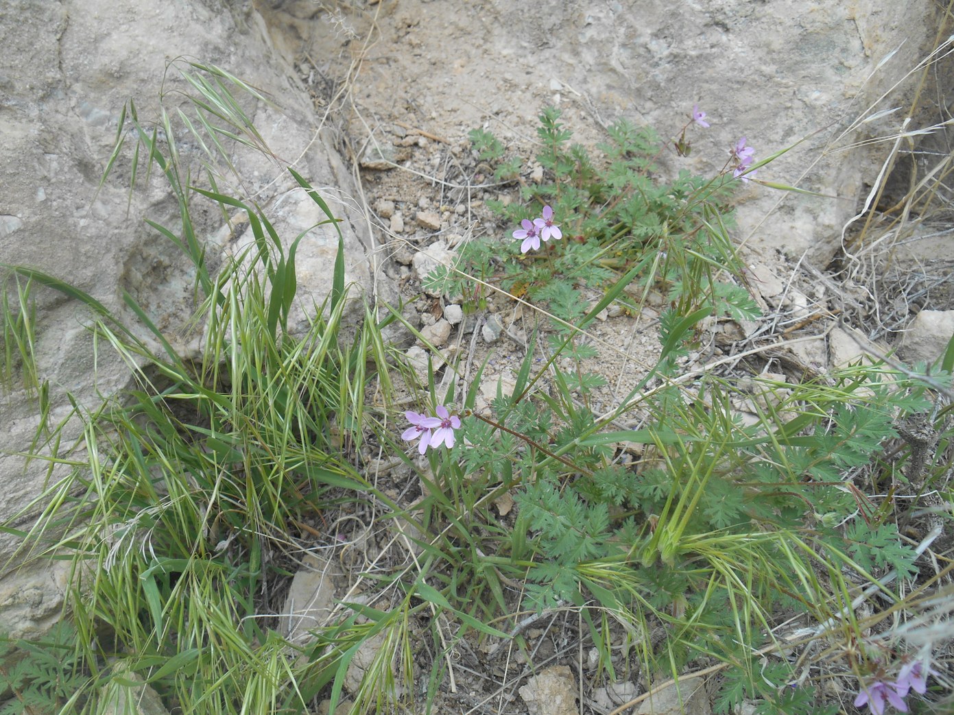 Изображение особи Erodium cicutarium.