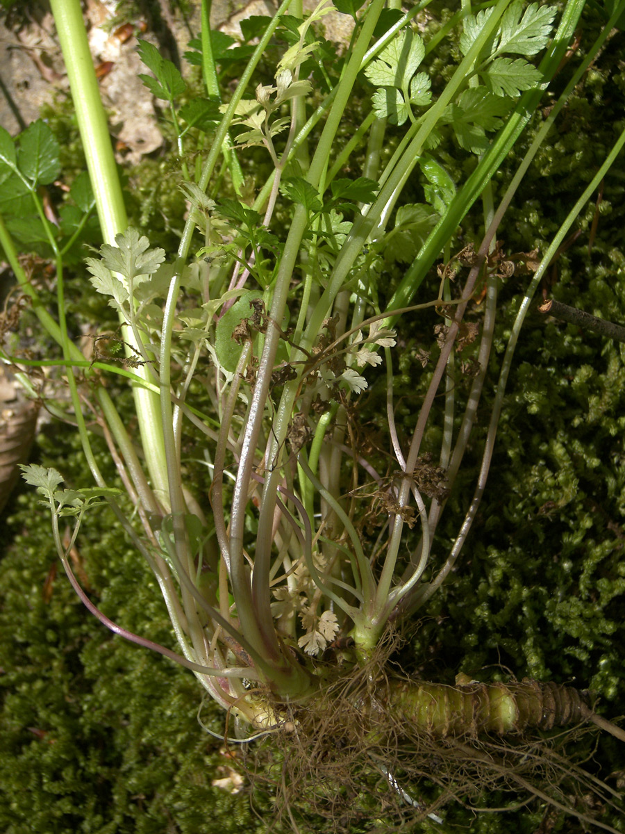 Image of Anthriscus schmalhausenii specimen.
